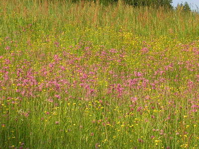 Bild 184 aus  Bacherhof