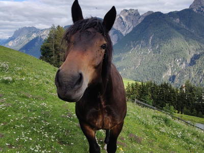 Bild 11 aus  Kollreiderhof