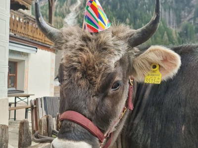 Bild 88 aus  Alfaierhof & Bergheimat