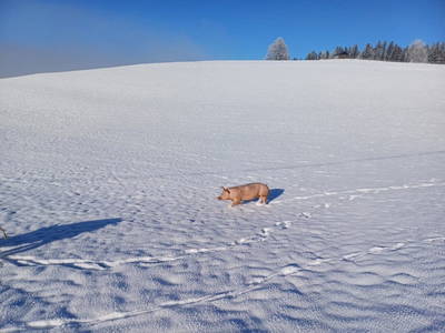 Bild 36 aus  Blickfang Bregenzerwald