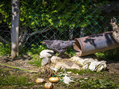 Bild 87 aus  Zauchtalerhof