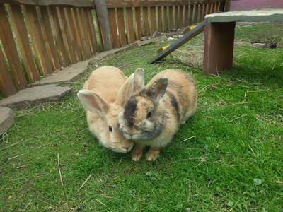 Bild 55 aus  Bauernhaus Gschwandner