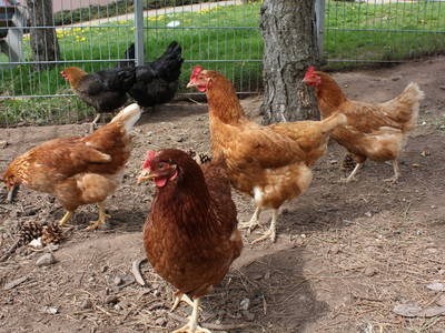 Bild 20 aus  Schlosshof - der Urlaubsbauernhof