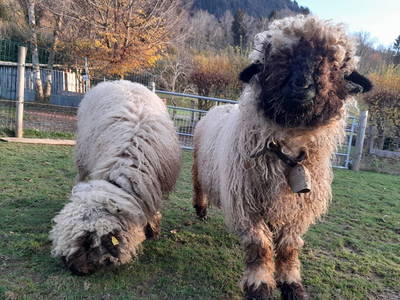 Bild 54 aus  Strublhof