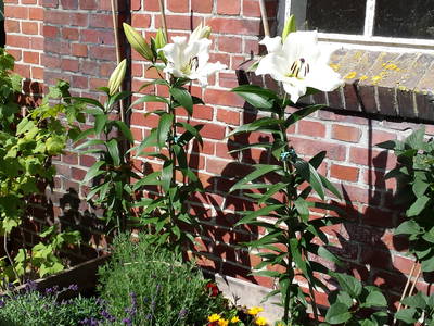 Bild 15 aus  Nase im Wind