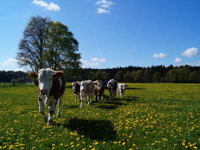Pensionsrinder sind von Mai bis Oktober am Ferienhof