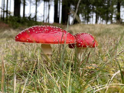 Bild 14 aus  Ferienwohnung Rüttwaldhof