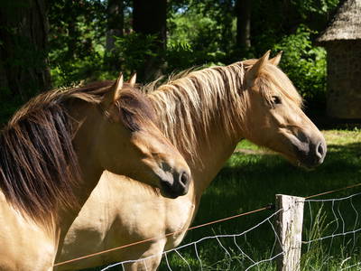 unsere Norweger-Pferde