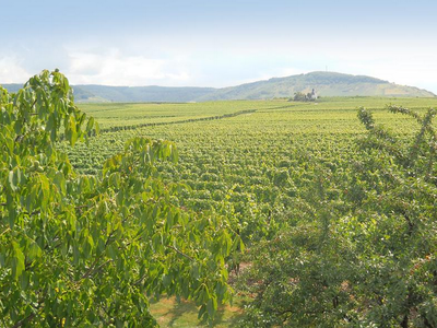 Bild 16 aus  Weingut Winnebeck inmitten der Weinberge