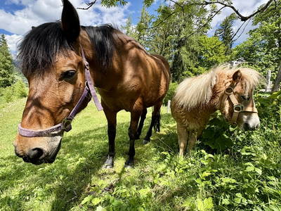 Bild 17 aus  Vordersattlegghof