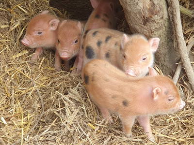 Bild 38 aus  Hinrich's Ostsee Bauernhof