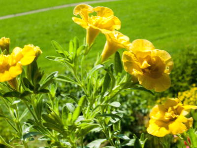 Bild 31 aus  Ferienhof Rasch