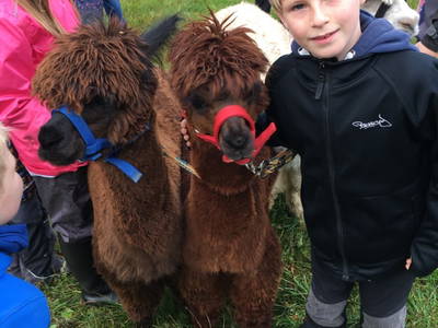 Bild 27 aus  Ferienbauernhof Voß