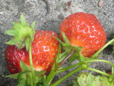 Bild 25 aus  WindWeiteWattenmeer Ferien in Tossens