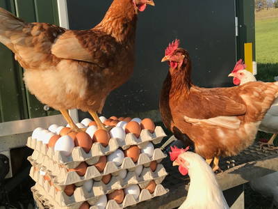 Bild 20 aus  Landkulturhof Glücksbringer