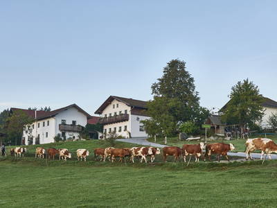 Bild 11 aus  BioFerienhof Höfler