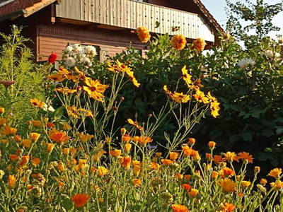 Bild 12 aus  Ferienhof Irlmühl