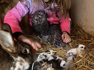 Bild 38 aus  Landkulturhof Glücksbringer