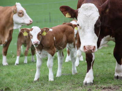 Bild 3 aus  Pension Haus Hoppe