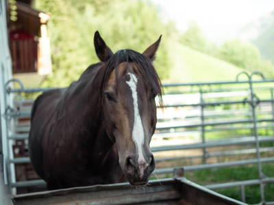 Pferde am Jörgnerhof - Stelza Nature Chalet