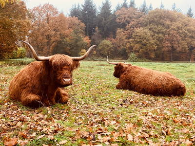 Bild 31 aus  "Ekenhoff"