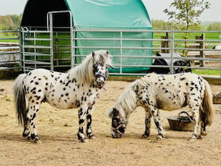 Bild 37 aus  Ponyferienhof