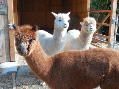 Bild 17 aus  Mainbaumhaus