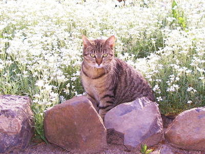 Bild 18 aus  Burgbauernhof am Katzenstein - Ursprünglichkeit des Landlebens gepaart mit Gesundheit und Luxus