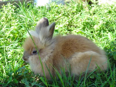 Bild 22 aus  Haus Sonnenschein