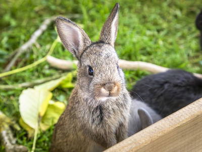 Bild 4 aus  Pointbauer
