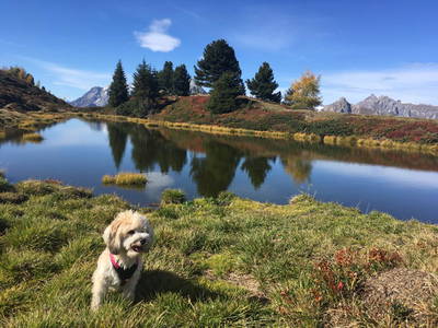 Bild 20 aus  Landhaus Zangerl - Kobelerhof