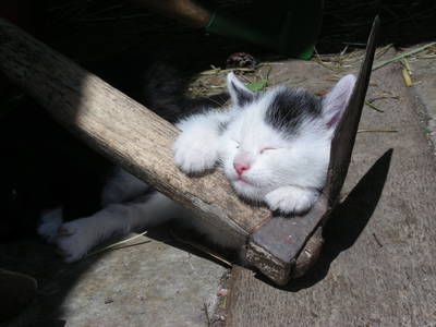 Bild 71 aus  Stanglhof