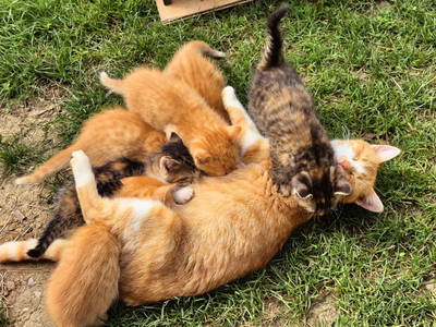 Bild 122 aus  Seyerlehnerhof