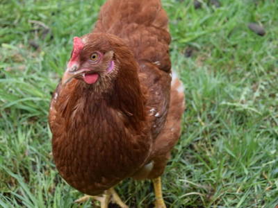 Bild 45 aus  Ferienhof Sturm