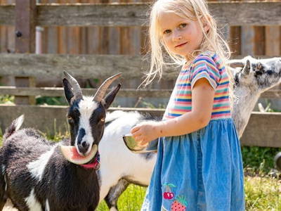 Spaß mit den Miniziegen