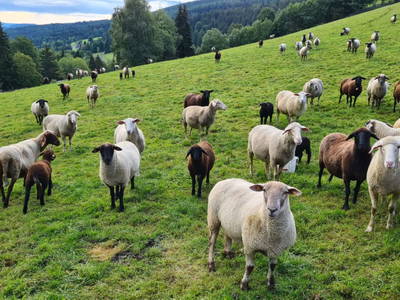 Bild 12 aus  Mörthandrä Hütte 