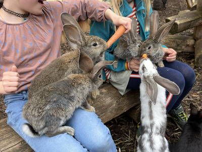 Bild 49 aus  Landkulturhof Glücksbringer