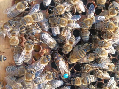 Bild 24 aus  Ferienhaus Weinmeyer 