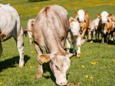 Bild 75 aus  Dichtlhof