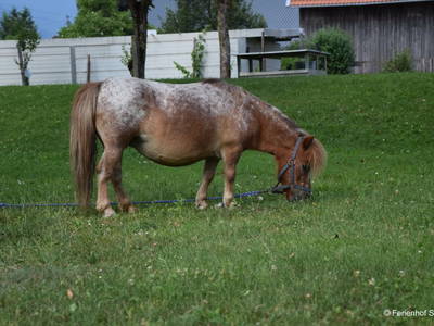 Bild 46 aus  Ferienhof Sturm