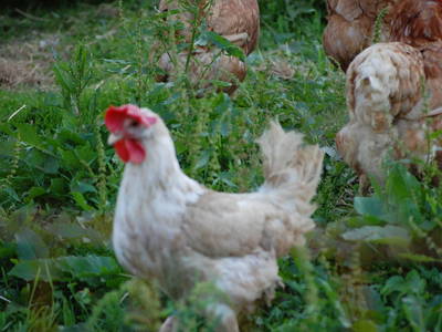 Bild 53 aus  Ployergut