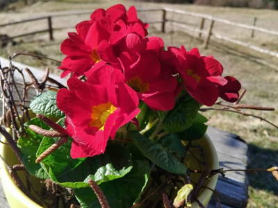Bild 96 aus  Himmelbauer