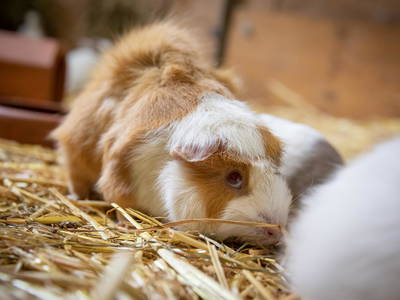 Bild 14 aus  LINDENHOF- BAUERNHOFURLAUB / OSTSEENÄHE