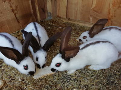 Bild 21 aus  Alpboden