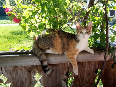 Bild 29 aus  Traunsee - Chalet am Götschhof