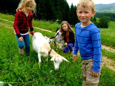 Bild 30 aus Biohof Schafflhof