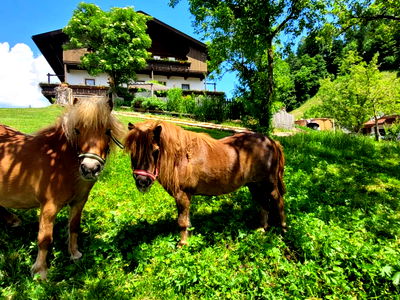 Bild 47 aus Baby und Kinderbauernhof Happmannhof