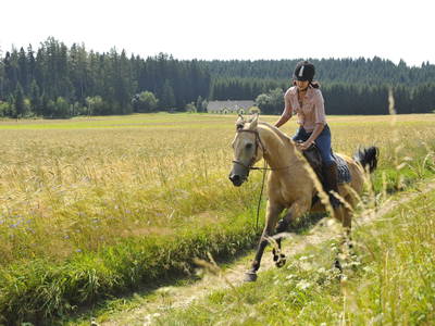 Bild 10 aus  Testhof UaB NÖ