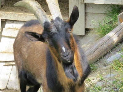 Bild 58 aus  Landhaus Dorfer - Obergollegg