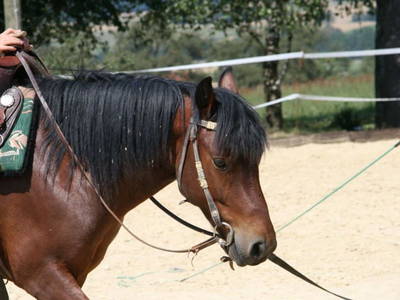 Bild 55 aus  Schönlehenhof